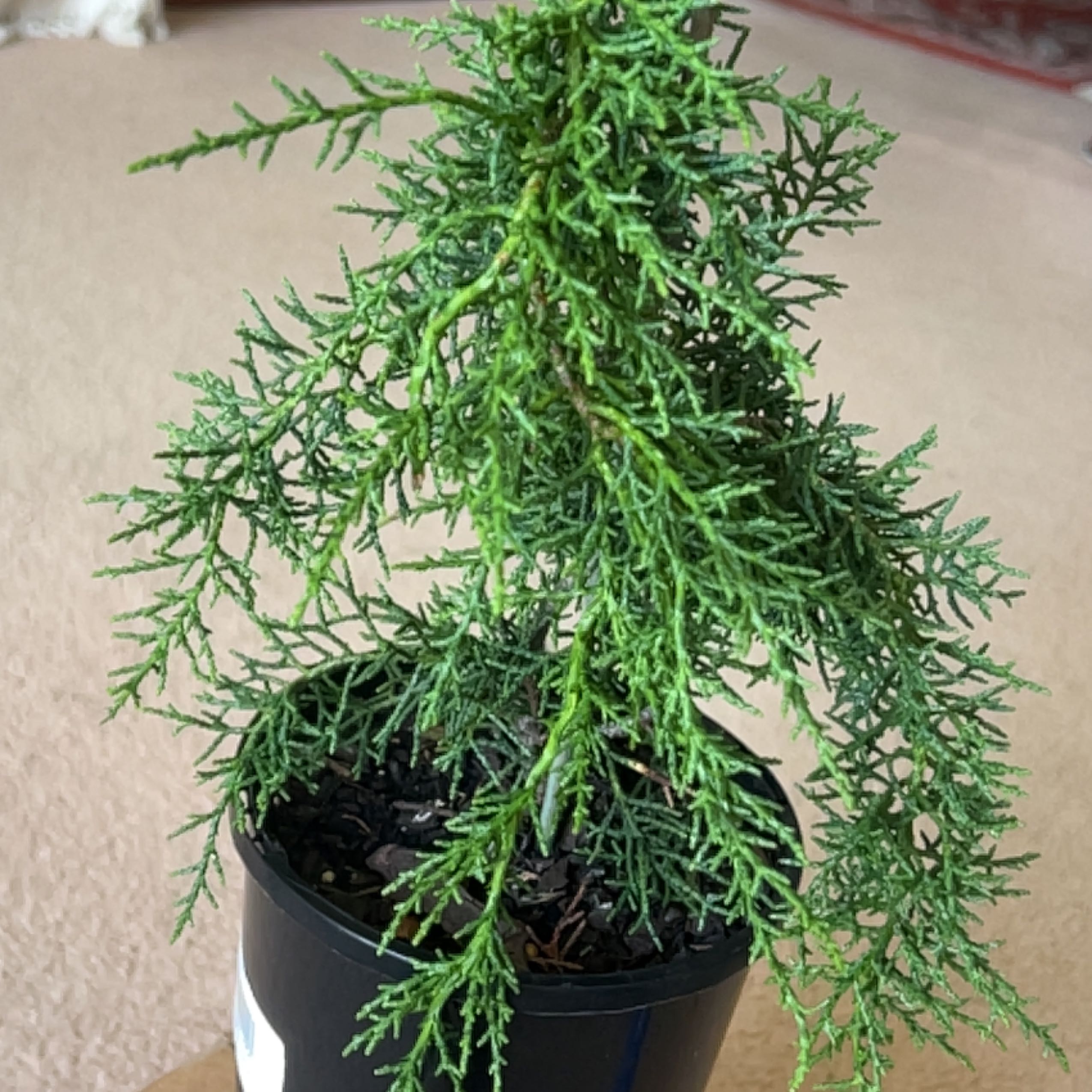 Plant care for Podocarpus on Greg, the plant care app