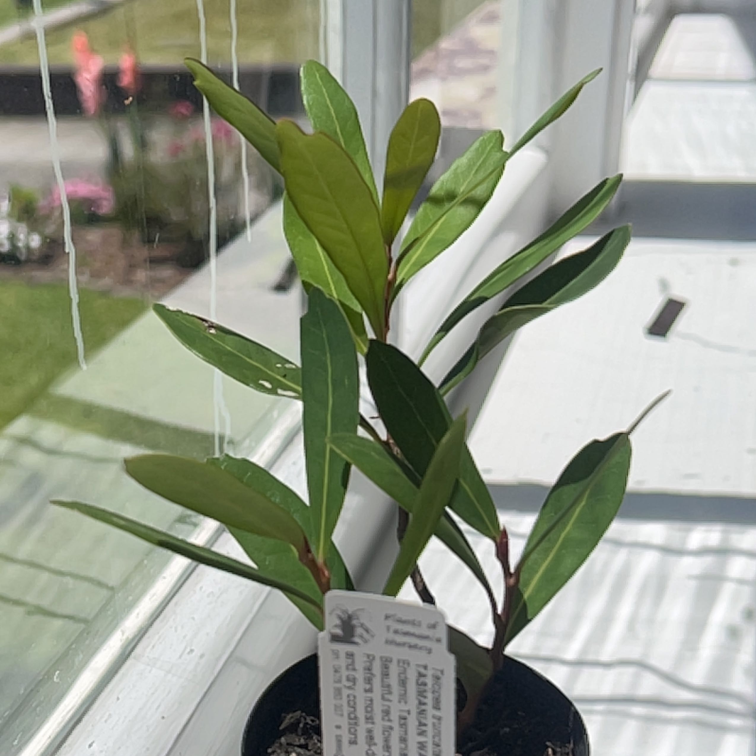 Photo of the plant species Tasmanian Waratah by @PrizedMirabilis named Tasmanian Waratah on Greg, the plant care app