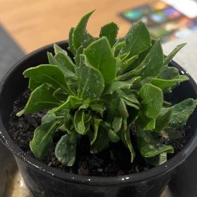 Photo of the plant species Boobialla by @PrizedMirabilis named Boobialla on Greg, the plant care app