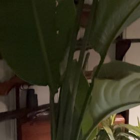Photo of the plant species Banana Tree by @GodlyBushhoya45 named Harmony on Greg, the plant care app