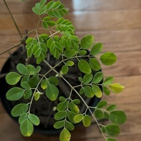 Photo of the plant species Benzoil Tree by @PerkySilvertree named Leonardo on Greg, the plant care app