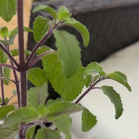 Photo of the plant species Holy Basil (Tulsi) by @PerkySilvertree named Curie on Greg, the plant care app