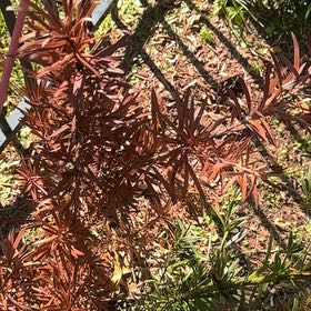 Photo of the plant species Podocarpus by @HighMakole named Duke on Greg, the plant care app