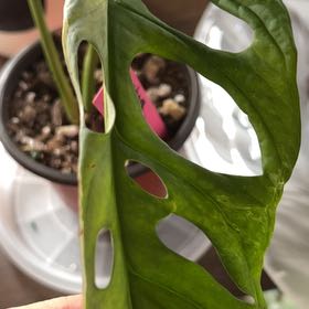 Photo of the plant species EU Mint Swiss Cheese Plant by @HandyOrangemint named Captain Plant-it on Greg, the plant care app
