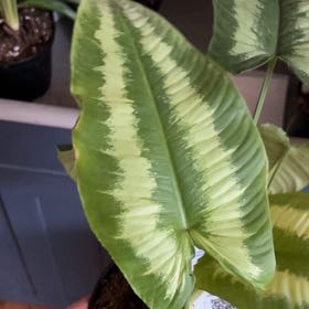 Photo of the plant species Green Sheild by @HandyOrangemint named Sol on Greg, the plant care app