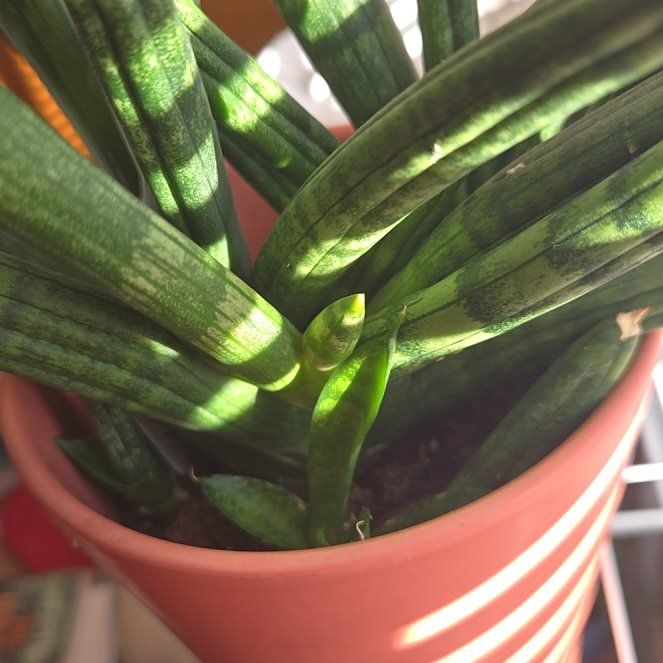 Photo of the plant species Spear Orchid by @SmolGreenThumb named James Dean on Greg, the plant care app