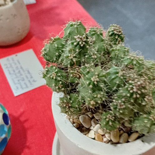 Photo of the plant species Cereus peruvianus f. monstrose 'Petra' by @FirstrateQuince named Madonna on Greg, the plant care app