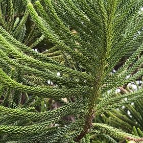 Photo of the plant species Cook's Pine by @DearKamahi15 named Ulysses S Plant on Greg, the plant care app