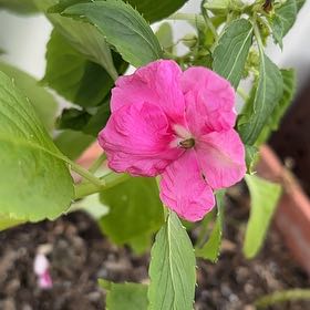 Photo of the plant species Balsam by @DearKamahi15 named Lola on Greg, the plant care app