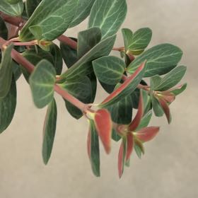 Photo of the plant species Jungle Geranium by @VigilantJade93 named Xena on Greg, the plant care app