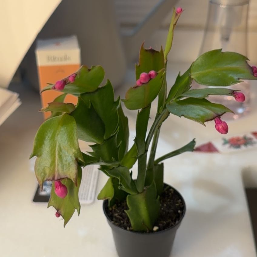 Photo of the plant species Christmas Cactus by @DeftAmazonlily named Merry on Greg, the plant care app