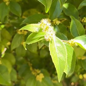 Photo of the plant species Indian Jujube by @GleamingWaxvine named Treeyoncé on Greg, the plant care app