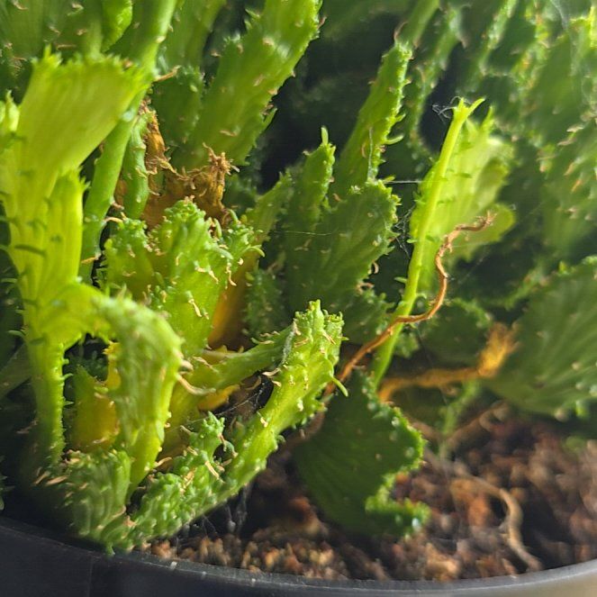 Photo of the plant species Green Coral Cactus by @PreferredBonsi named Diana on Greg, the plant care app