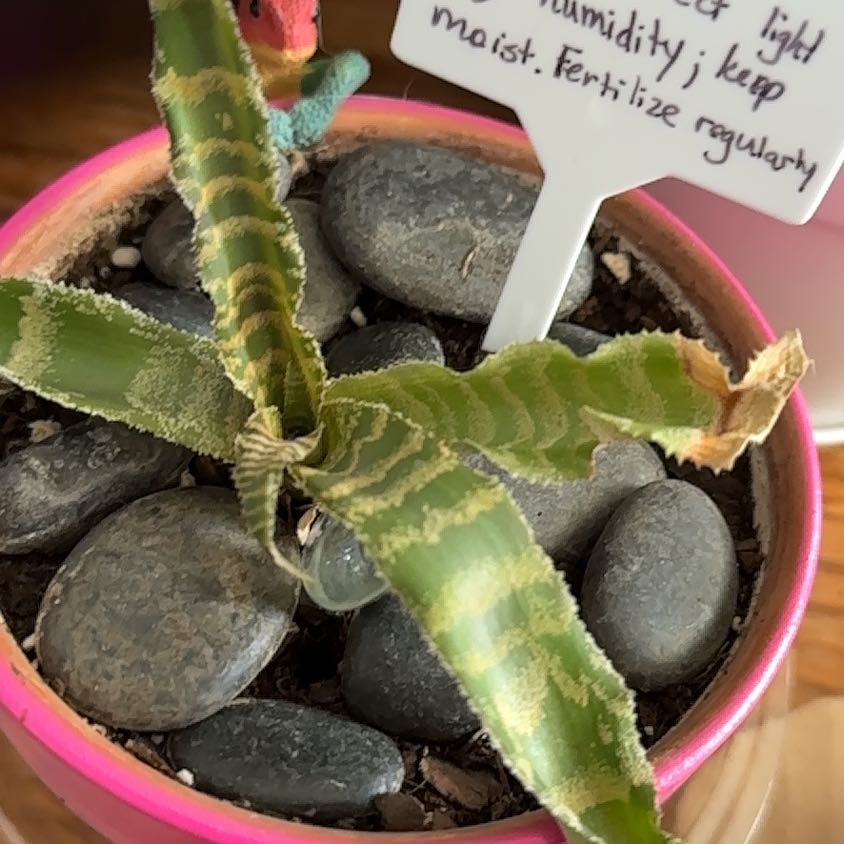 Photo of the plant species Cryptanthus 'It' by @IzzieMomma named Demi on Greg, the plant care app
