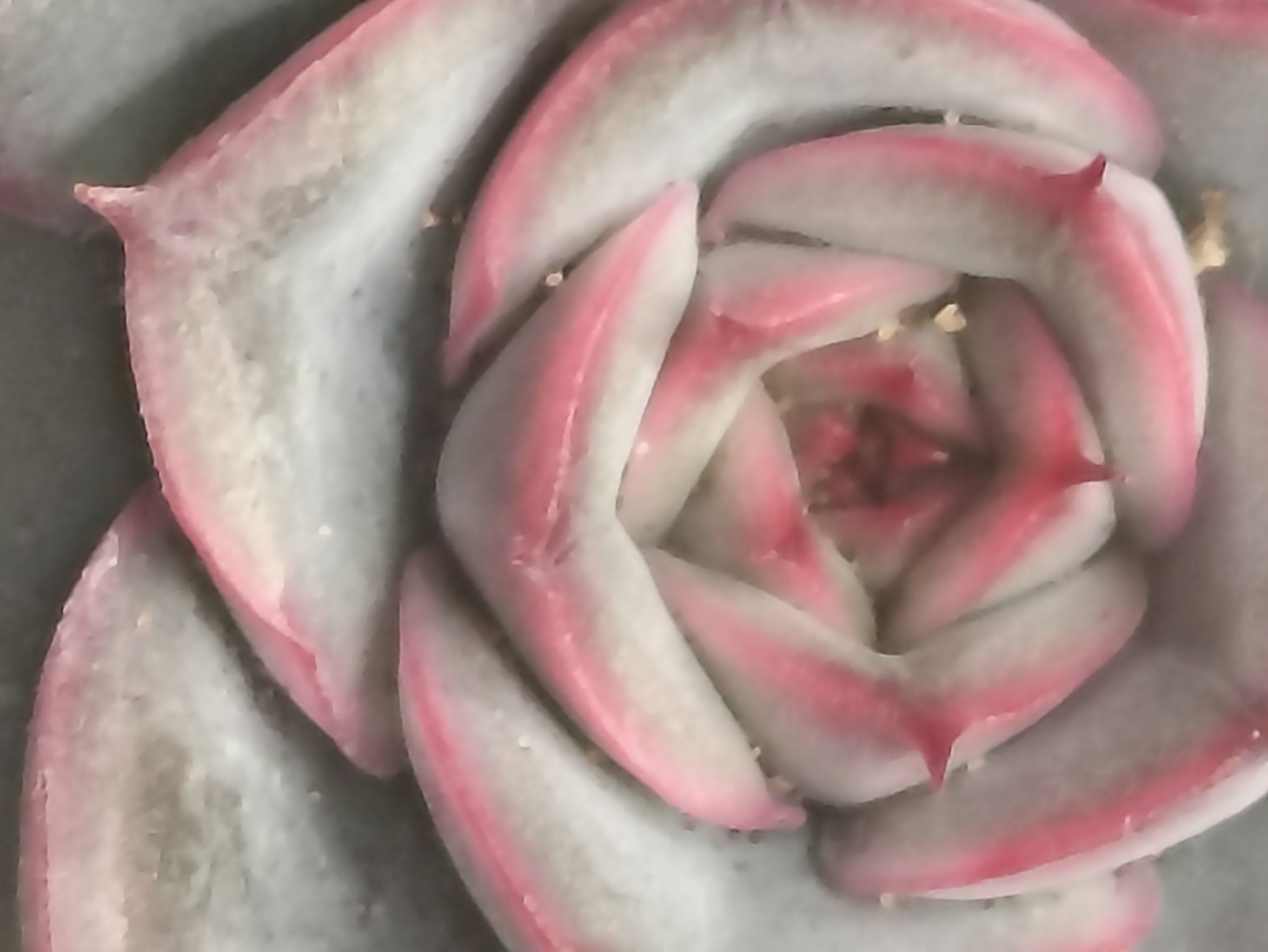 Photo of the plant species Echeveria by @MagicianTearose named Принцесса on Greg, the plant care app