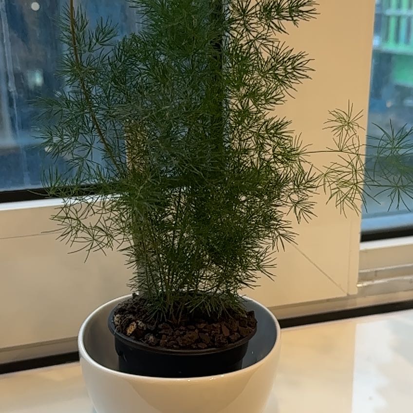 Photo of the plant species Myers Asparagus Fern by @HeartySmearwort named Godzilla on Greg, the plant care app