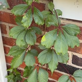 Photo of the plant species Virginia Creeper by @QueenBlueash40 named Eva on Greg, the plant care app