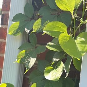Photo of the plant species Roundleaf Greenbrier by @QueenBlueash40 named Wall-E on Greg, the plant care app