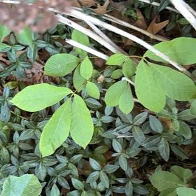 Photo of the plant species Bottlebrush Buckeye by @QueenBlueash40 named Duke on Greg, the plant care app