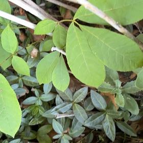 Photo of the plant species Pignut Hickory by @QueenBlueash40 named Sanders on Greg, the plant care app