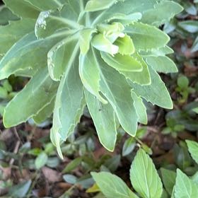 Photo of the plant species Japanese Spurge by @QueenBlueash40 named Treeyoncé on Greg, the plant care app