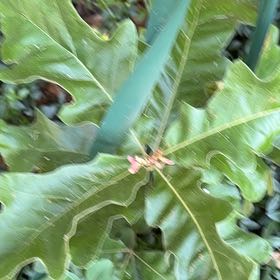 Photo of the plant species Southern Red Oak by @QueenBlueash40 named Captain Plant-it on Greg, the plant care app