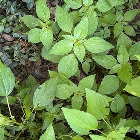 Photo of the plant species Virginia Copperleaf by @QueenBlueash40 named Marilyn on Greg, the plant care app
