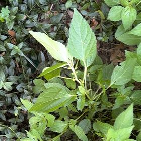 Photo of the plant species Virginia Copperleaf by @QueenBlueash40 named Pax on Greg, the plant care app