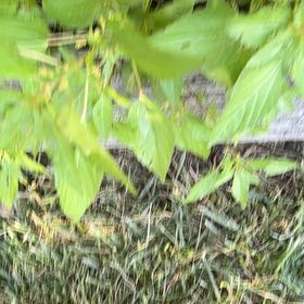 Photo of the plant species Virginia Copperleaf by @QueenBlueash40 named Diana on Greg, the plant care app