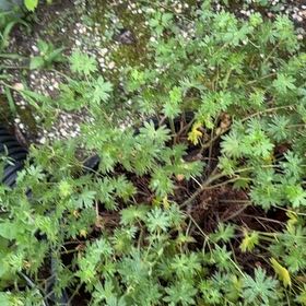 Photo of the plant species Bloody Geranium by @QueenBlueash40 named Fernie Mercury on Greg, the plant care app