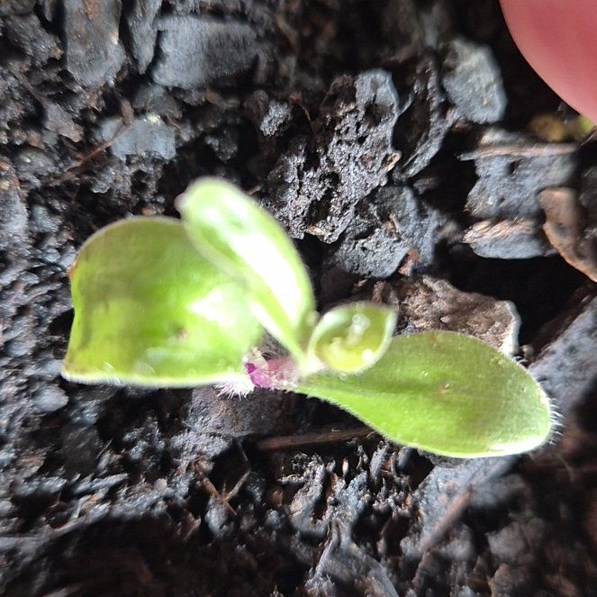 Photo of the plant species Cheesemans Spider Orchid by @YeveLuckystripe named Zion on Greg, the plant care app
