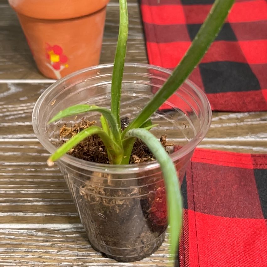 Photo of the plant species Texas tuberose by @LargeMangemange named Huckleberry Fern on Greg, the plant care app