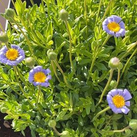 Photo of the plant species Alpine Aster by @ClassyMullein named Duke on Greg, the plant care app