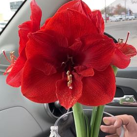 Photo of the plant species Striped Amaryllis by @arielgonzales97 named Marley on Greg, the plant care app