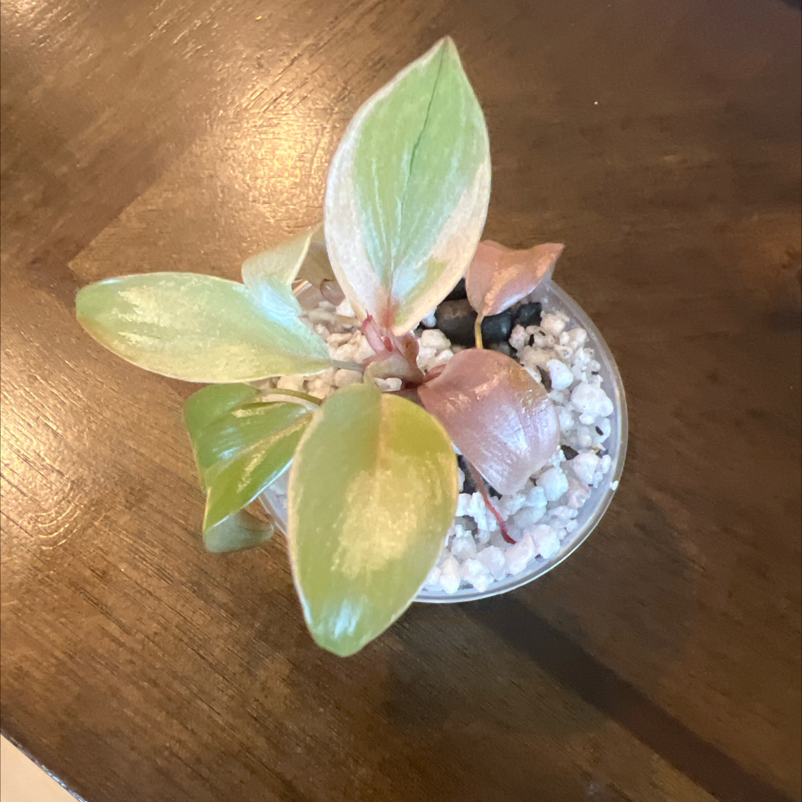 Plant care for Black Jade Snake plant on Greg, the plant care app