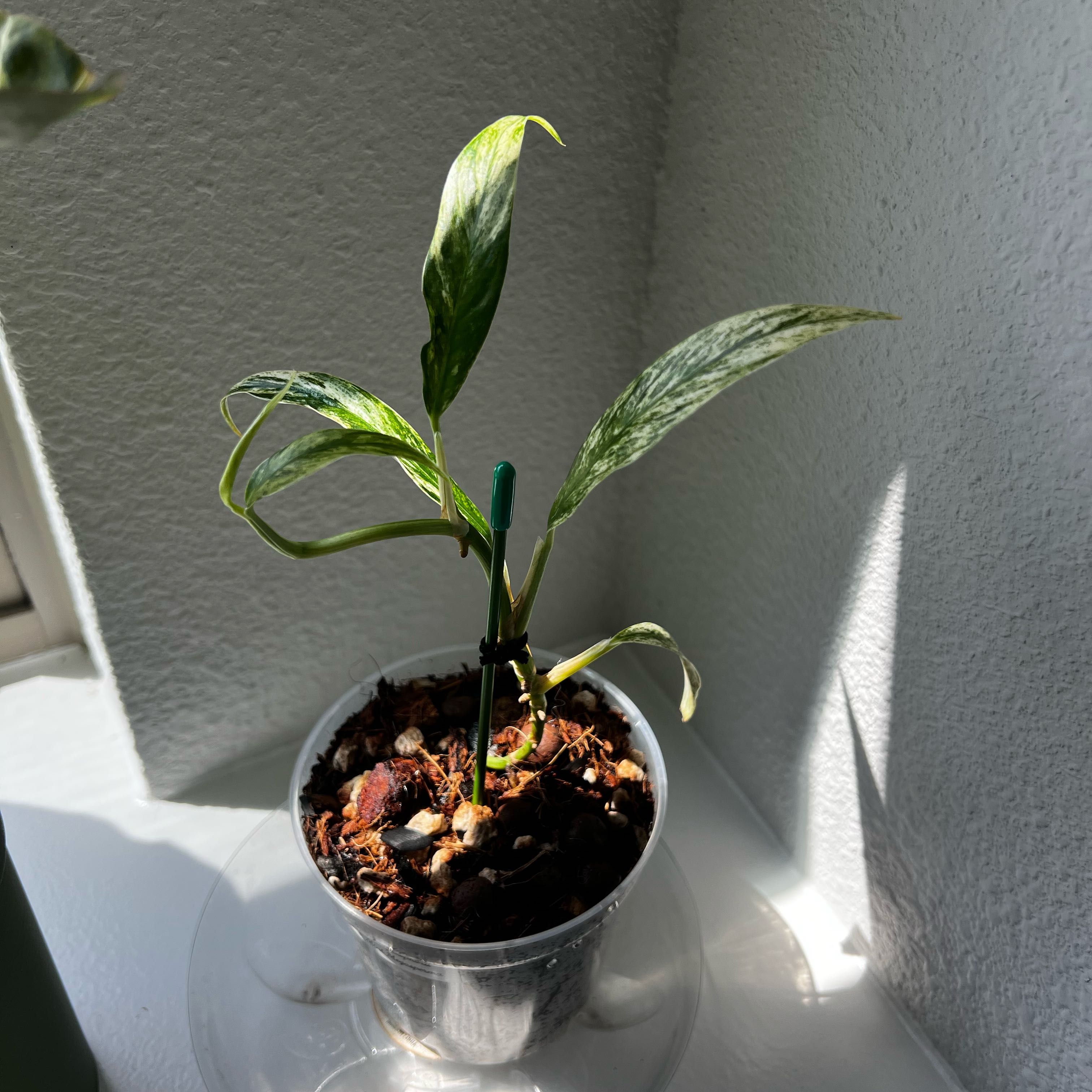 Plant care for Rhapidophora Minima on Greg, the plant care app