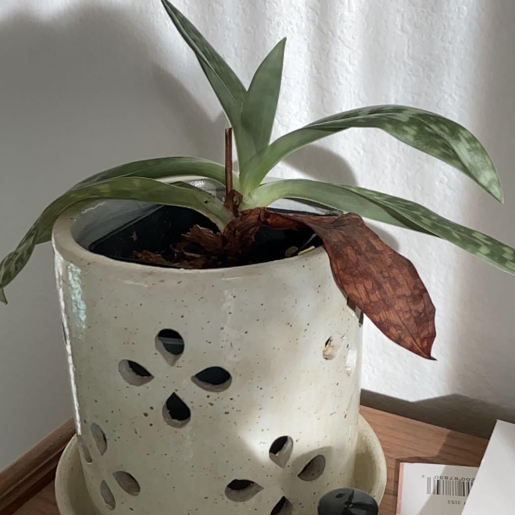 Photo of the plant species Lady Slipper Orchid by @LucidVaccaria69 named Taylor Swift on Greg, the plant care app