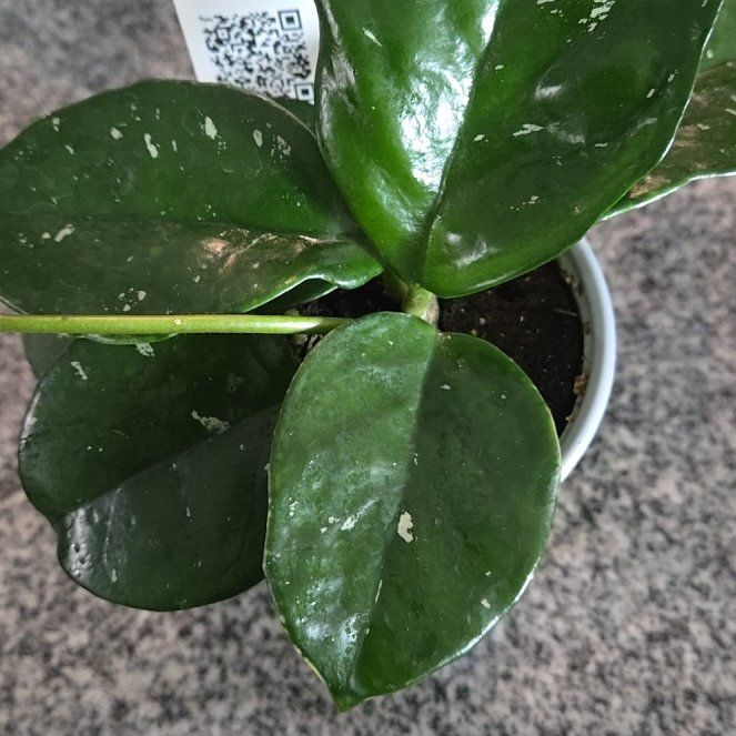 Photo of the plant species Hoya 'Freckles' by @leafmealone24 named Navajo on Greg, the plant care app