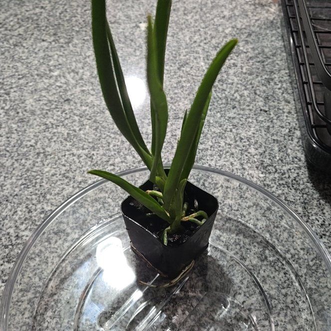 Photo of the plant species Blue Vanda by @leafmealone24 named Einstein on Greg, the plant care app