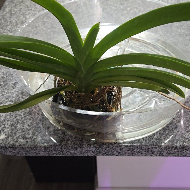 Photo of the plant species Purple Vanda Orchid by @leafmealone24 named Morgan Treeman on Greg, the plant care app