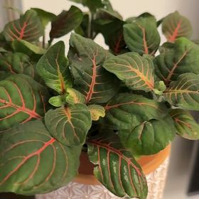 Photo of the plant species Assorted Nerve Plant by @MovingChamomile named Walt on Greg, the plant care app