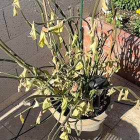 Photo of the plant species Tall Slipper Plant by @FoxyFlameviolet named Emerson on Greg, the plant care app