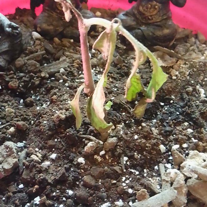 Photo of the plant species Belladonna by @AnewCoffeetree named Mando on Greg, the plant care app