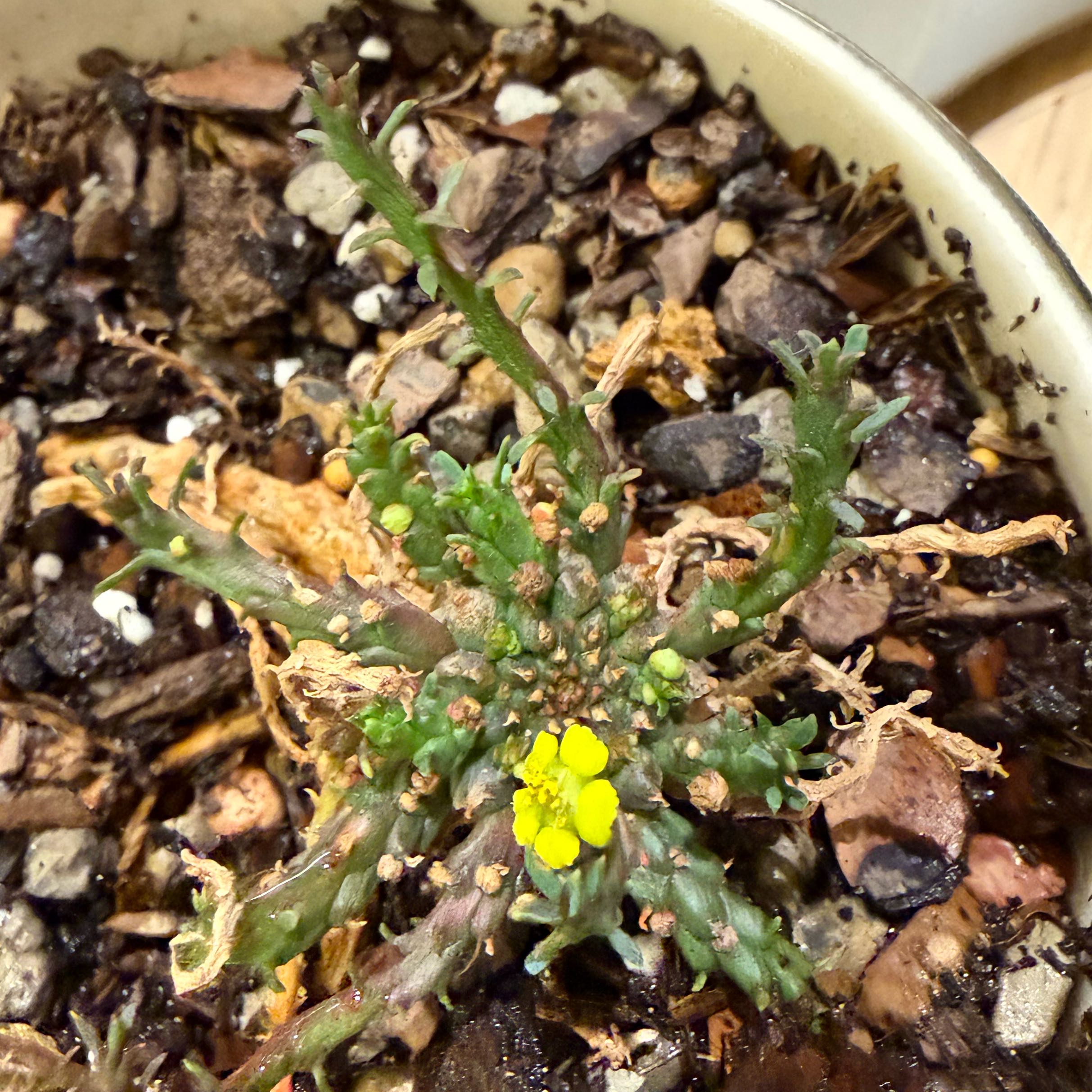 Photo of the plant species Medusa's Head Cactus by @Borah1stev named Rainier on Greg, the plant care app
