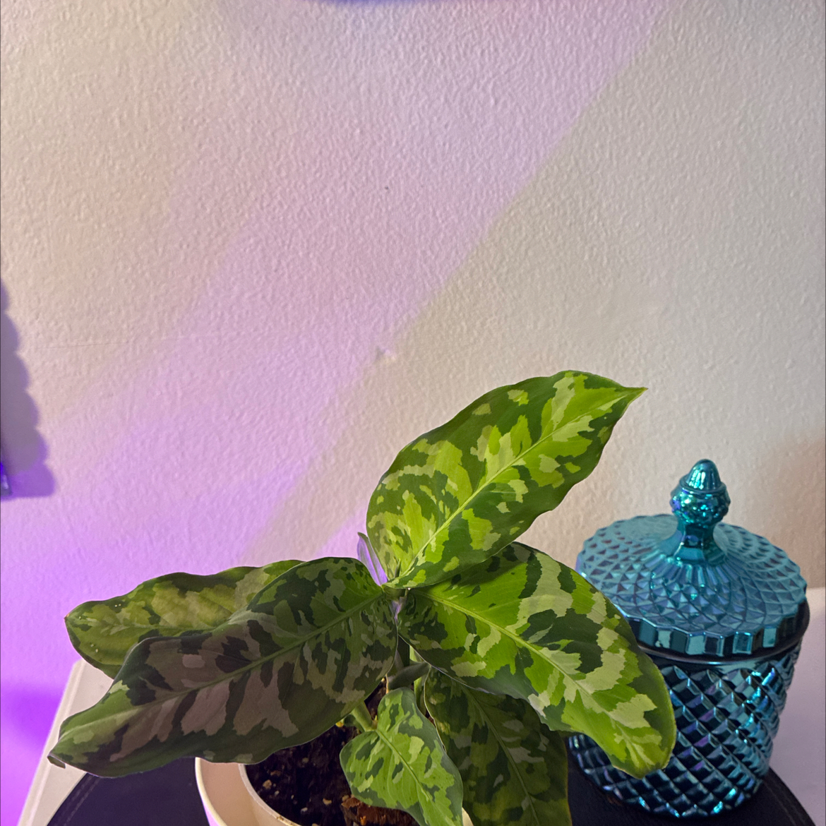 Photo of the plant species Homalomena 'Camouflage' by @PreciousArugula named Nemo on Greg, the plant care app