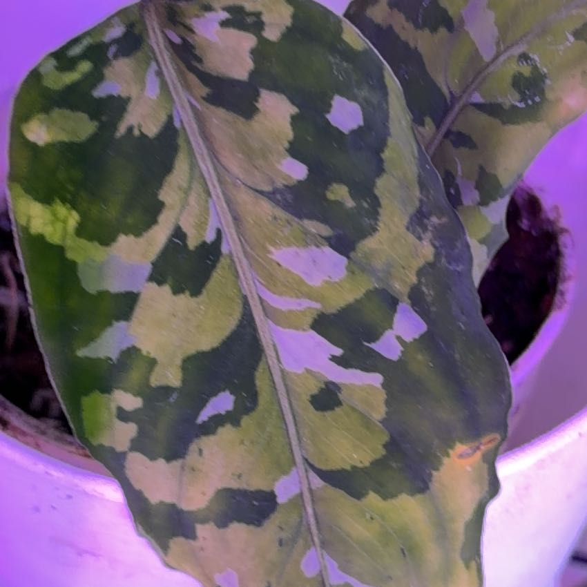 Photo of the plant species Homalomena 'Camouflage' by @PreciousArugula named Nemo on Greg, the plant care app