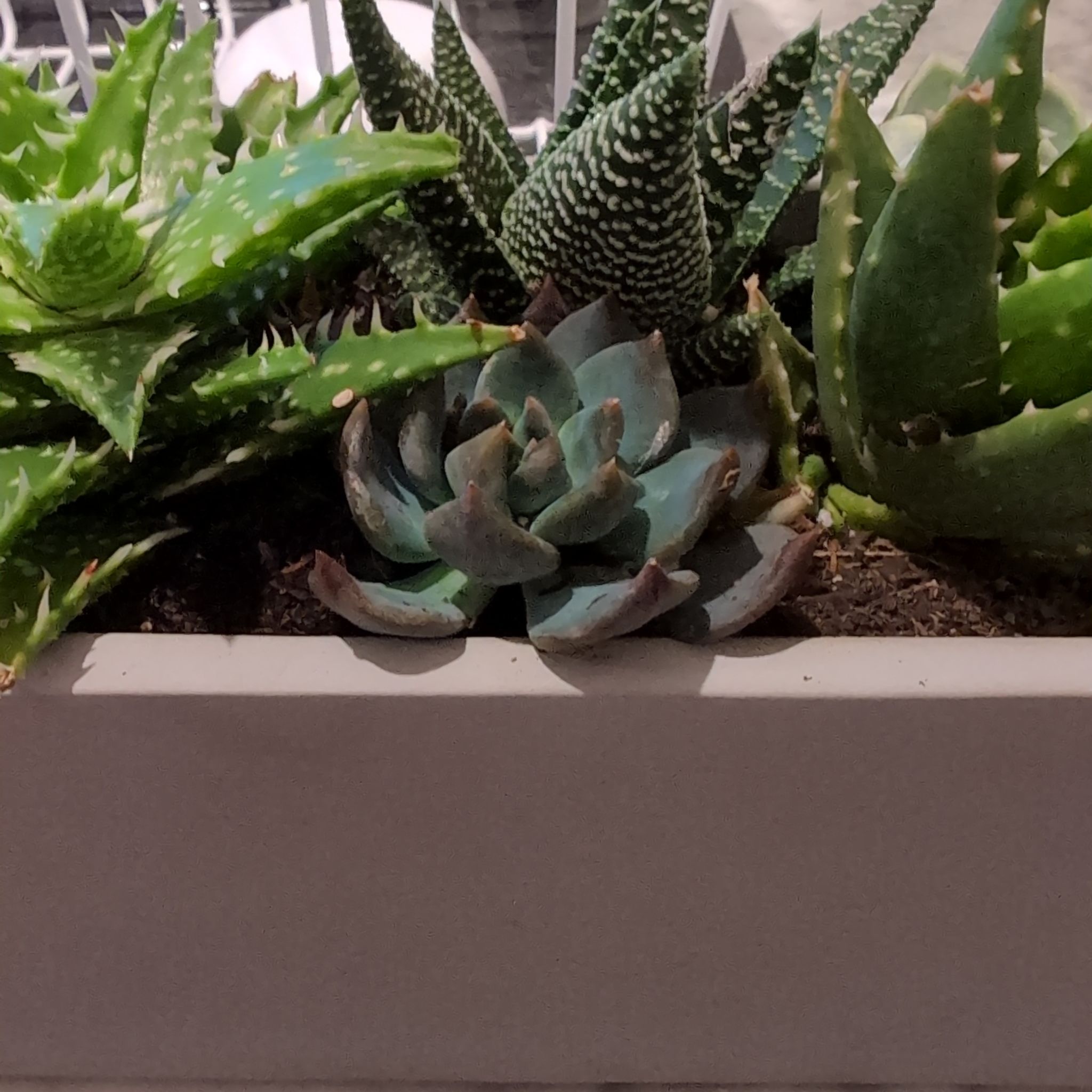 Photo of the plant species Echeveria 'Dark Elf' by @YummySnowqueen named Mollie on Greg, the plant care app