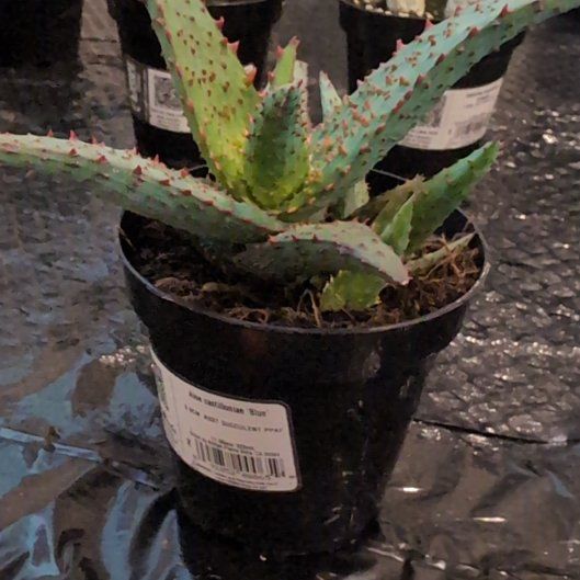 Photo of the plant species Aloe castilloniae 'Blue’ by @YummySnowqueen named Sahara on Greg, the plant care app