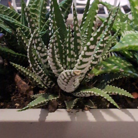 Photo of the plant species Haworthiopsis fasciata 'Barcelona' by @YummySnowqueen named Zeus on Greg, the plant care app