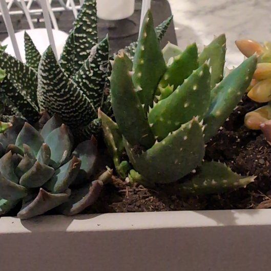 Photo of the plant species Aloe Nobilis by @YummySnowqueen named Figyonce on Greg, the plant care app
